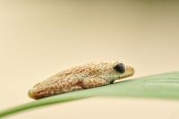 009 Mudumu NP Zim 2010 10