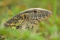 009 Mudumu NP Zim 2010 11