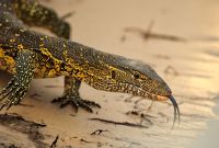 009 Mudumu NP Zim 2010 12