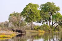 009 Mudumu NP Zim 2010 23