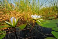 009 Mudumu NP Zim 2010 7