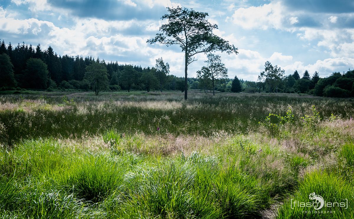Brackvenn 026