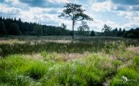 Brackvenn 026