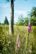 Brackvenn 033