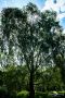 Brackvenn 034