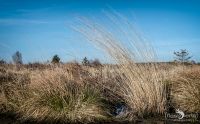 Brackvenn 038