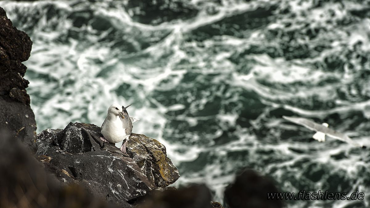 Island 2013 057