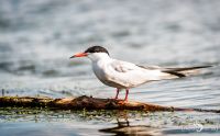 10 Donaudelta 029