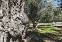 03 Um Kloster Lluc 005