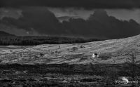 03 Ardnamurchan 035