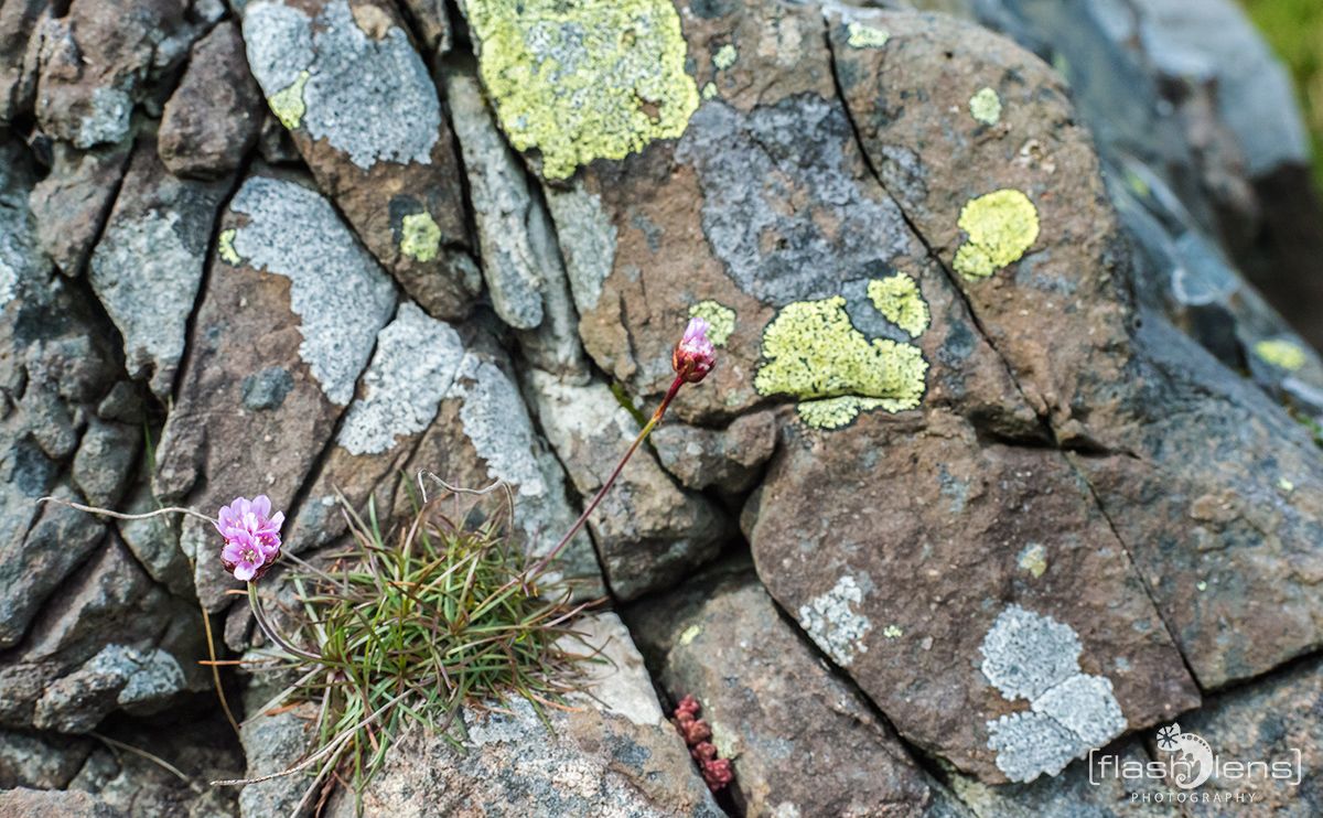 03 Ardnamurchan 066