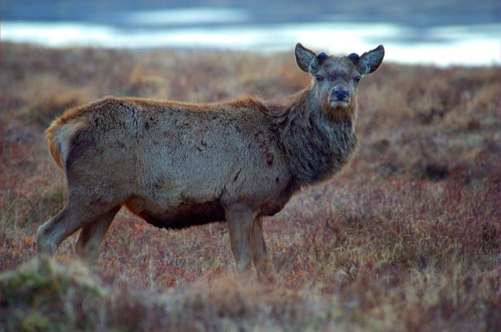 Schottland 2010 041