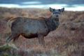 Schottland 2010 041
