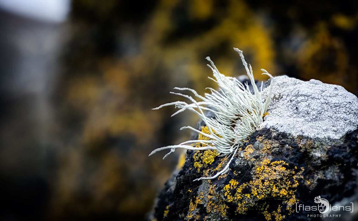 03 Ardnamurchan 098