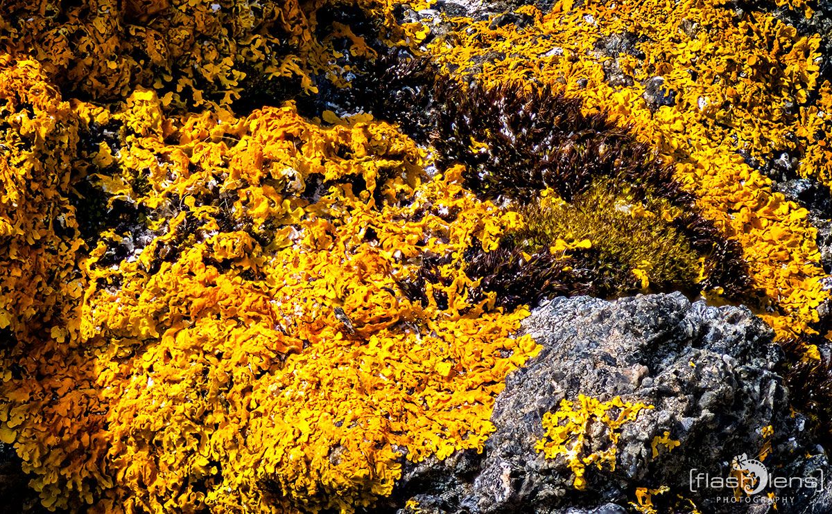 03 Ardnamurchan 102