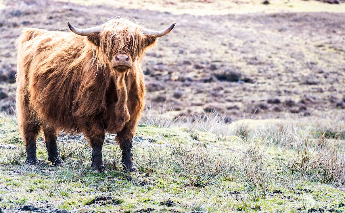 03 Ardnamurchan 119