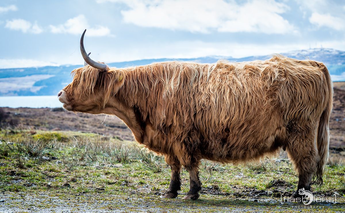 03 Ardnamurchan 120