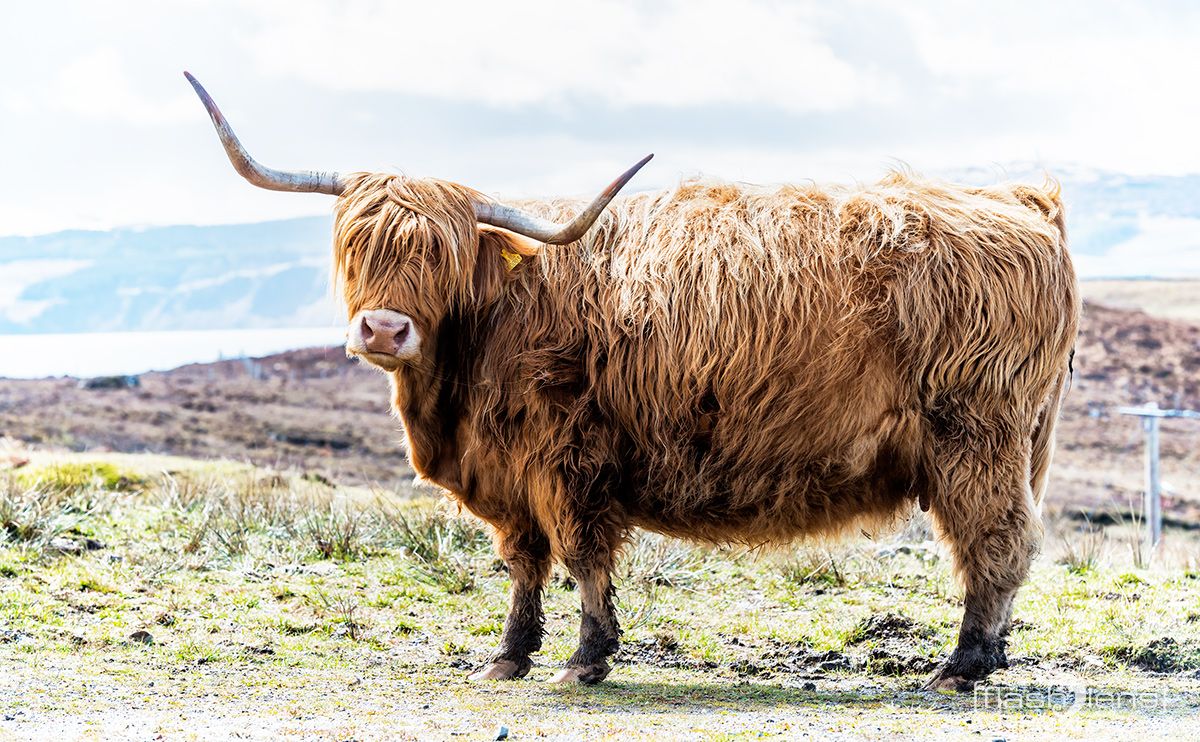 03 Ardnamurchan 122