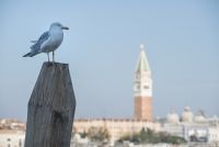 Venedig 2013 080