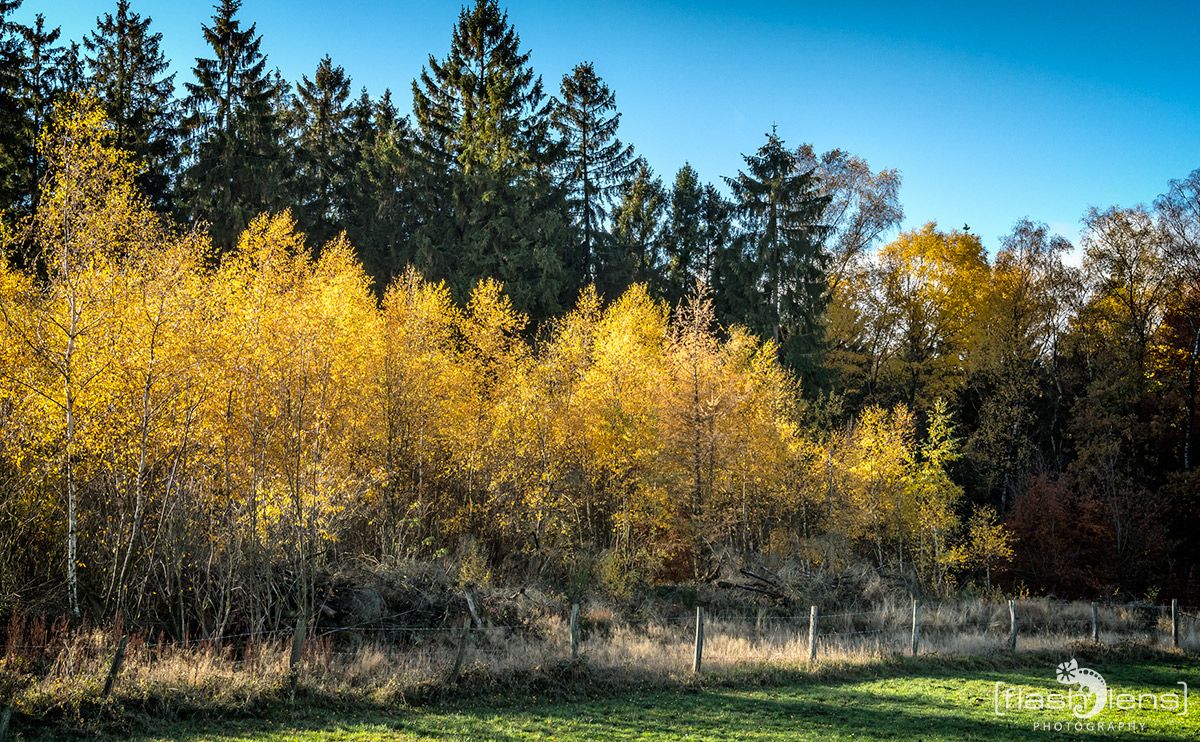 Wacholdergebiet 008