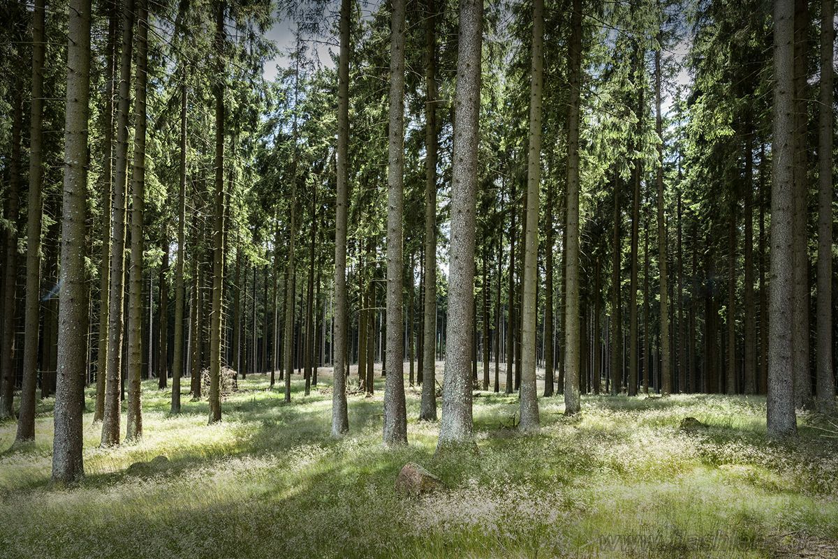 Wisent Wildnis Landschaft 005