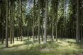 Wisent Wildnis Landschaft 005