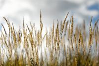 Nordfriesland 2012 018 