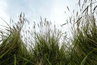 Nordfriesland 2012 038 