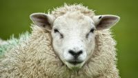 Nordfriesland 2012 039 