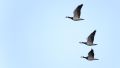Nordfriesland 2012 040 