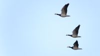 Nordfriesland 2012 040 