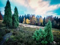 Wacholdergebiet 0035