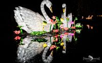 Chinese Light Festival 007