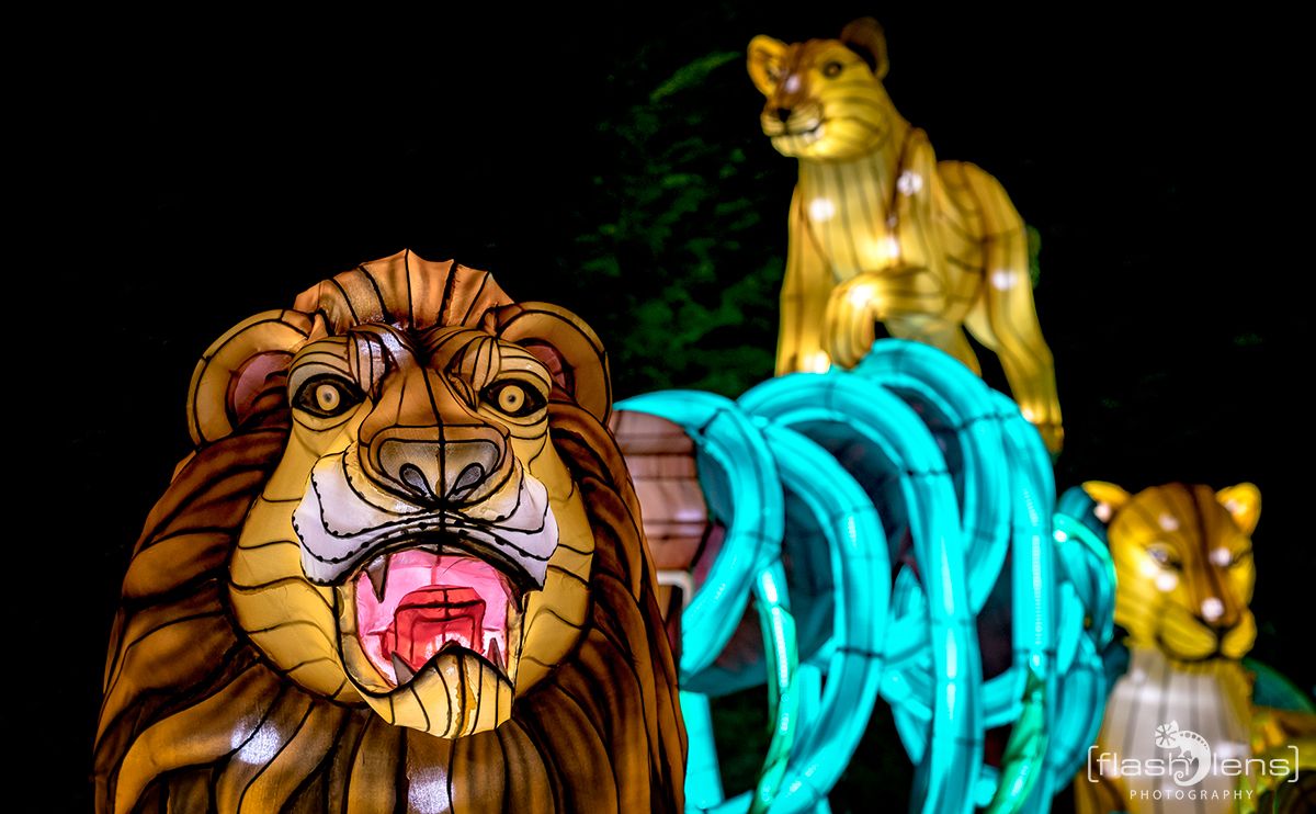 Chinese Light Festival 010