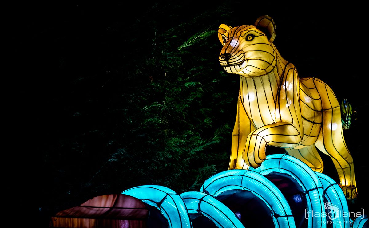 Chinese Light Festival 011
