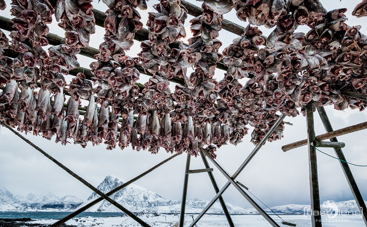 Fotoreise Lofoten 064
