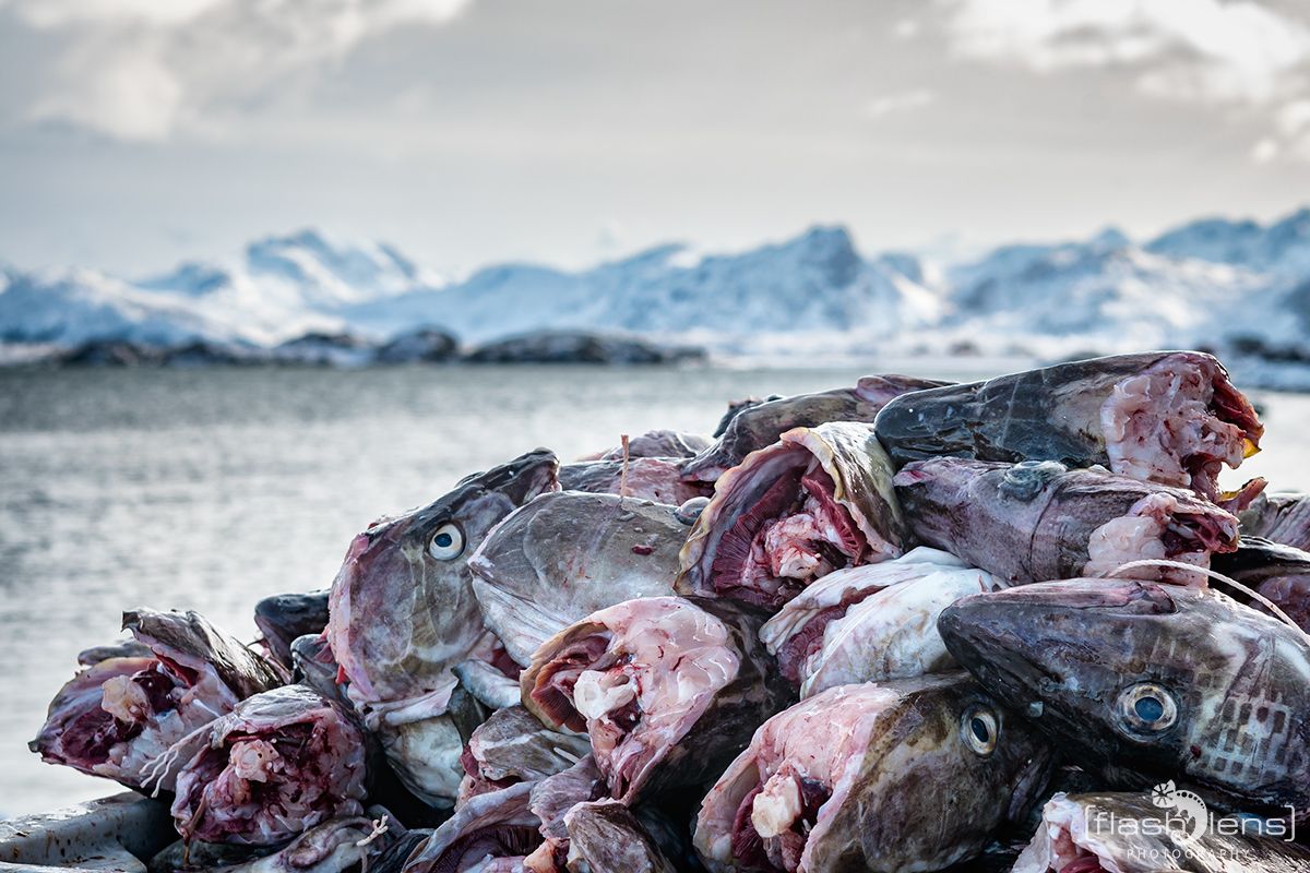 Fotoreise Lofoten 101