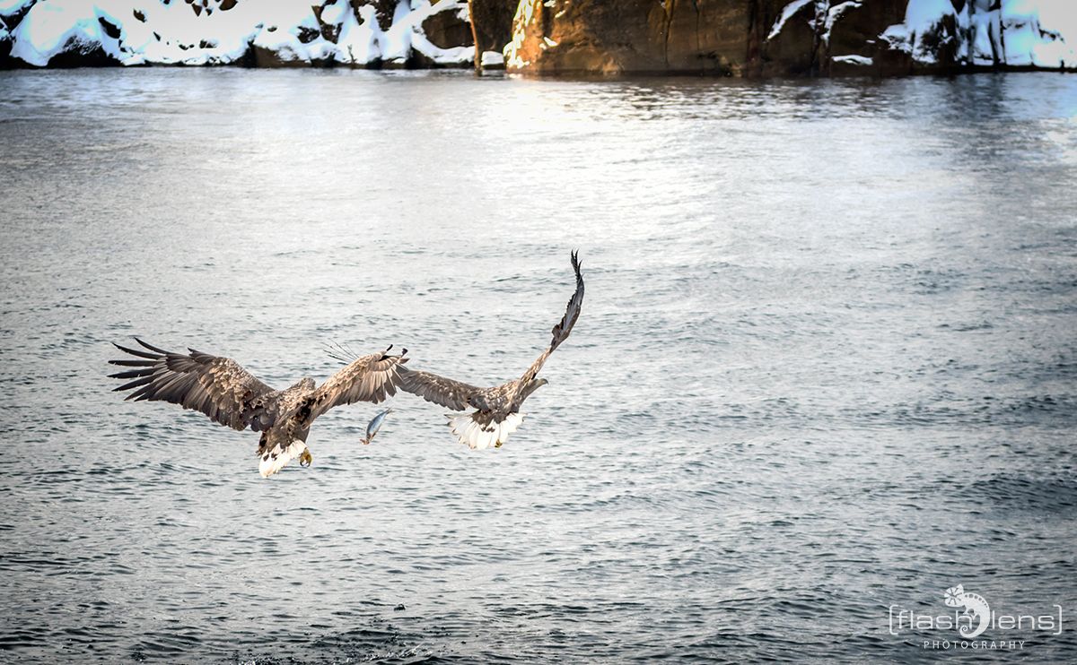 Fotoreise Lofoten 157