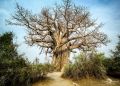 Botswana 2019 009
