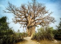Botswana 2019 009