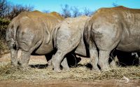 Botswana 2019 012