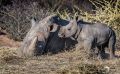 Botswana 2019 015