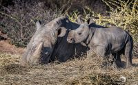 Botswana 2019 015