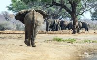 Botswana 2019 020