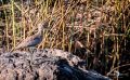 Botswana 2019 027