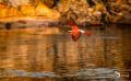 Botswana 2019 033