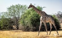 Botswana 2019 037