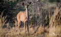 Botswana 2019 038