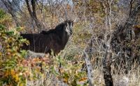 Botswana 2019 040
