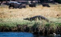 Botswana 2019 042